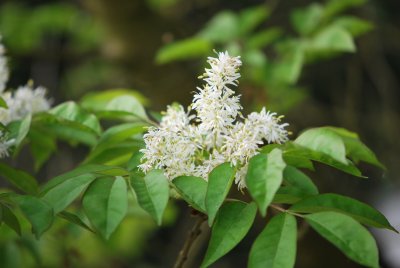 Fraxinus ornus - jasan manový (zimnář) - květ a list